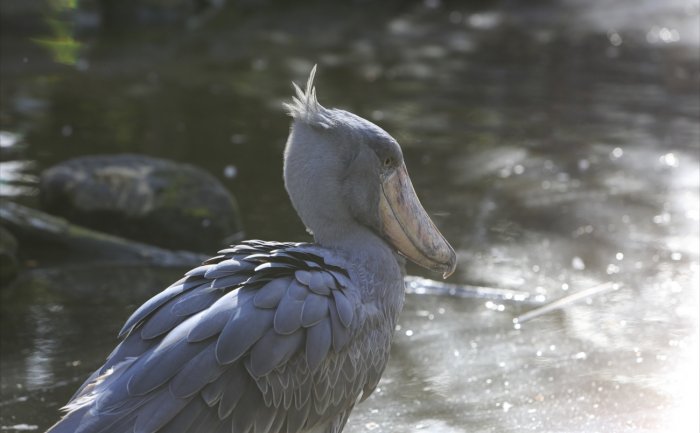 Shoebill | 神戶動物王國