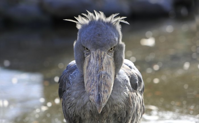 Shoebill | 神戶動物王國