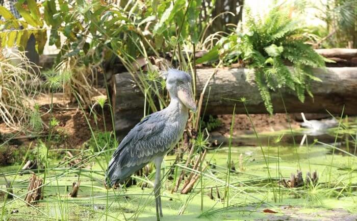 Shoebill | 神戶動物王國