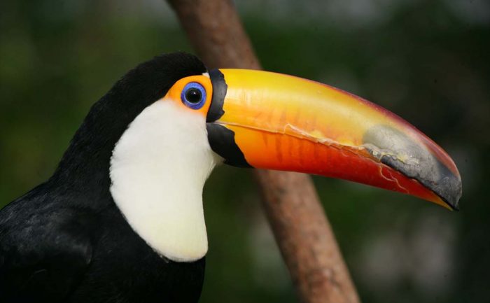 Toco Toucan 神戶動物王國