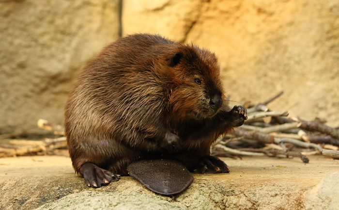 American Beaver 神戶動物王國