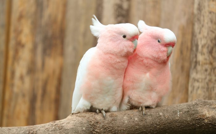 Major Mitchell S Cockatoo 神戶動物王國