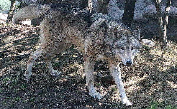 Timber Wolf 神戶動物王國