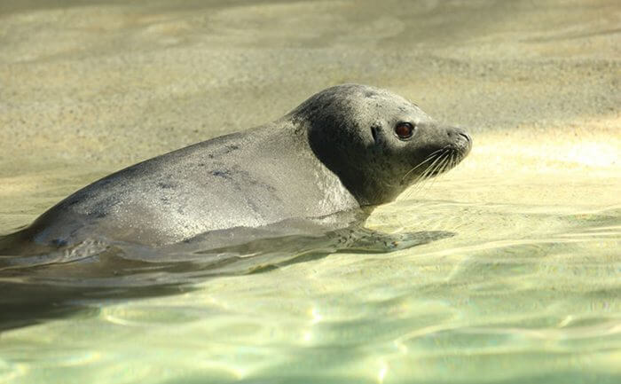 Spotted Seal Largha Seal 神戶動物王國