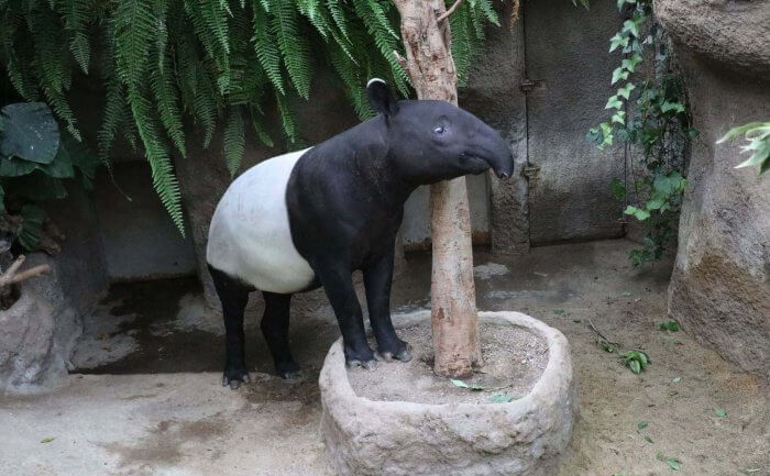 Malayan Tapir 神戶動物王國