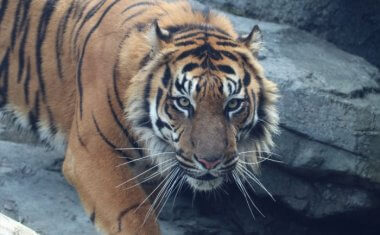 神戸どうぶつ王国の仲間 Sumatran Tiger